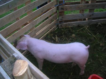 Fête de l'été 2007